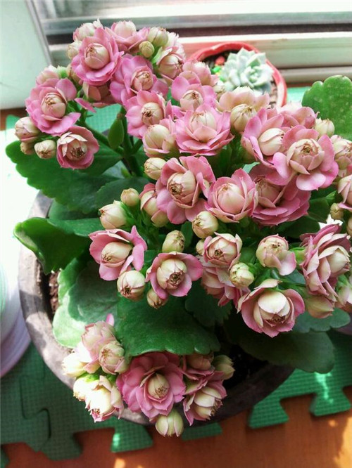 最值得入手的盆栽花,曾獲世界花卉大獎