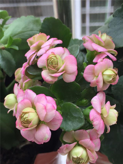 最值得入手的盆栽花,曾獲世界花卉大獎