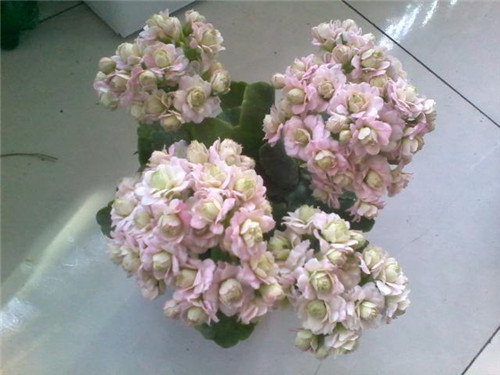 最值得入手的盆栽花,曾獲世界花卉大獎