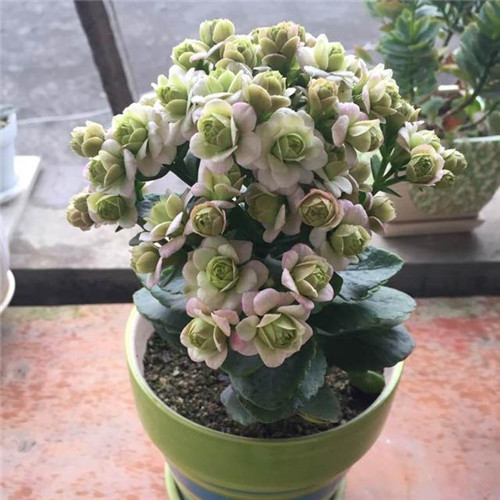 最值得入手的盆栽花,曾獲世界花卉大獎