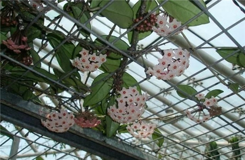 農村這種野花外形像花球, 不但珍貴而且催乳