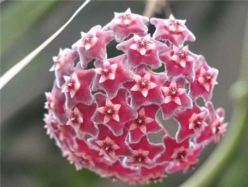 農村這種野花外形像花球, 不但珍貴而且催乳