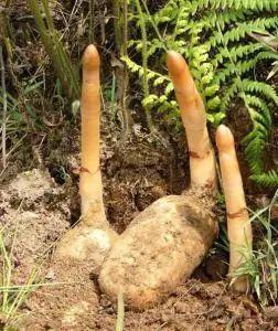 秦嶺沙參、太白米、太白柴胡、天麻