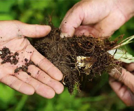 秦嶺沙參、太白米、太白柴胡、天麻