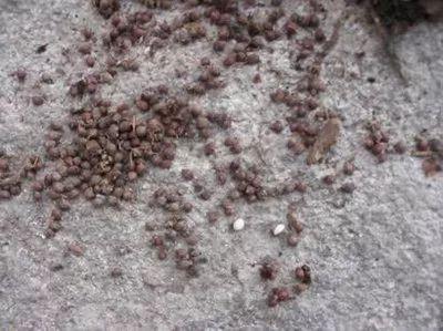 秦嶺沙參、太白米、太白柴胡、天麻