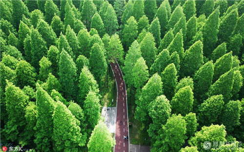 航拍江蘇黃海國家森林公園