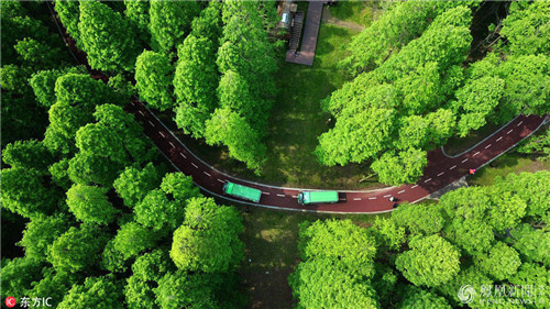 航拍江蘇黃海國家森林公園