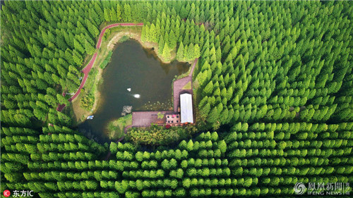 航拍江蘇黃海國家森林公園