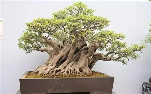 養(yǎng)活盆栽花卉關(guān)鍵步驟:定根水