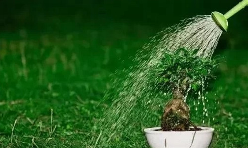 養(yǎng)活盆栽花卉關(guān)鍵步驟:定根水