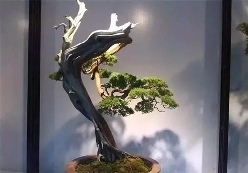 養(yǎng)活盆栽花卉關(guān)鍵步驟:定根水