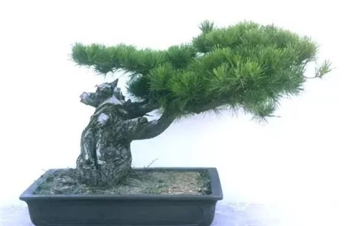 養(yǎng)活盆栽花卉關(guān)鍵步驟:定根水