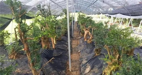 養(yǎng)活盆栽花卉關(guān)鍵步驟:定根水