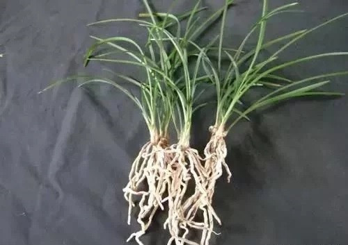 養(yǎng)活盆栽花卉關(guān)鍵步驟:定根水