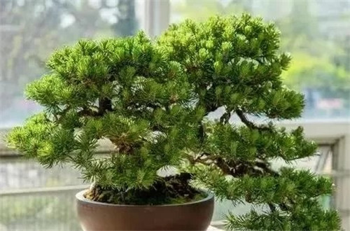 養(yǎng)活盆栽花卉關(guān)鍵步驟:定根水