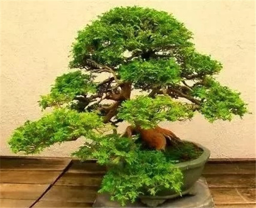 養(yǎng)活盆栽花卉關(guān)鍵步驟:定根水