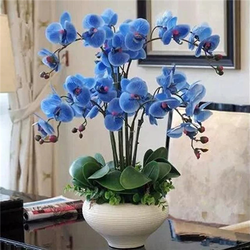 易打理好成活的花卉盆栽,懶人都可以養(yǎng)