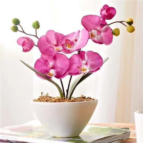 易打理好成活的花卉盆栽,懶人都可以養(yǎng)