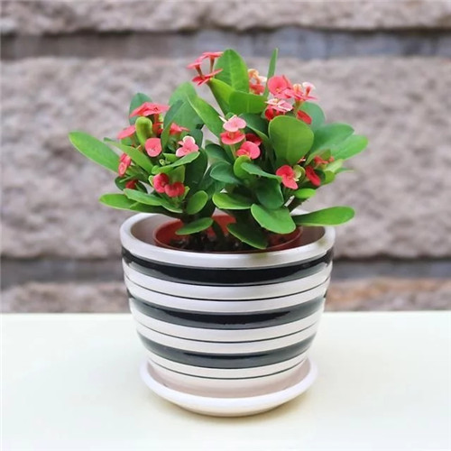 易打理好成活的花卉盆栽,懶人都可以養(yǎng)