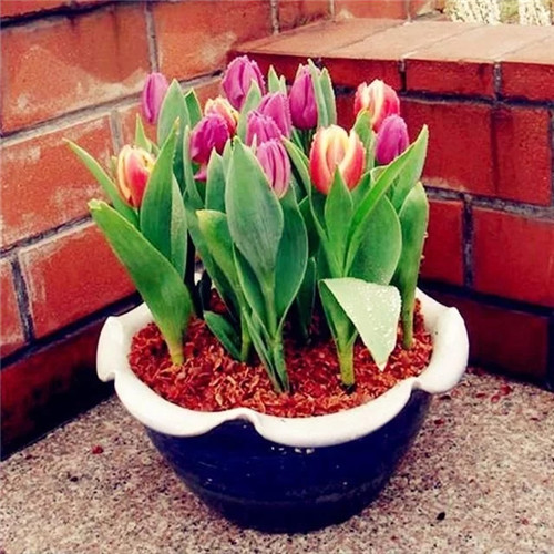 易打理好成活的花卉盆栽,懶人都可以養(yǎng)