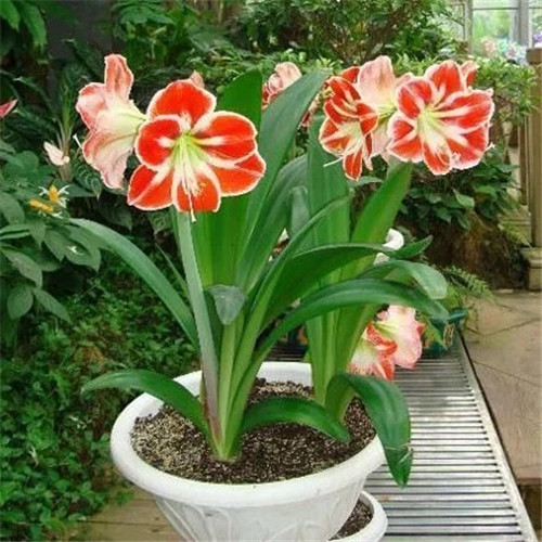 易打理好成活的花卉盆栽,懶人都可以養(yǎng)