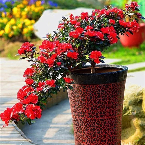 易打理好成活的花卉盆栽,懶人都可以養(yǎng)