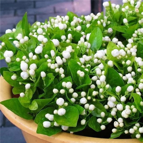 易打理好成活的花卉盆栽,懶人都可以養(yǎng)