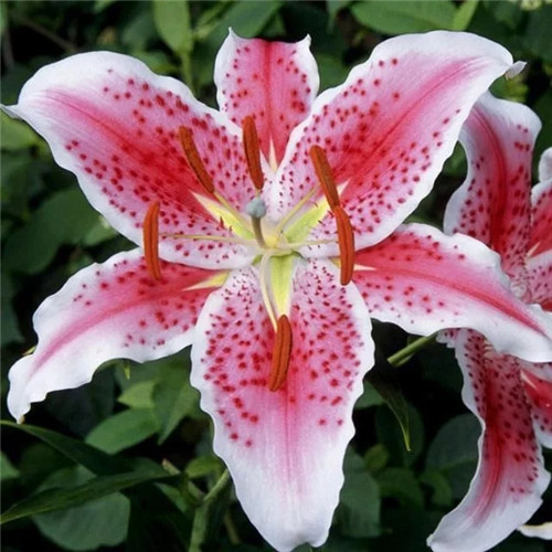 易打理好成活的花卉盆栽,懶人都可以養(yǎng)