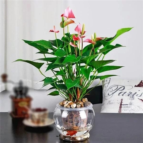 易打理好成活的花卉盆栽,懶人都可以養(yǎng)