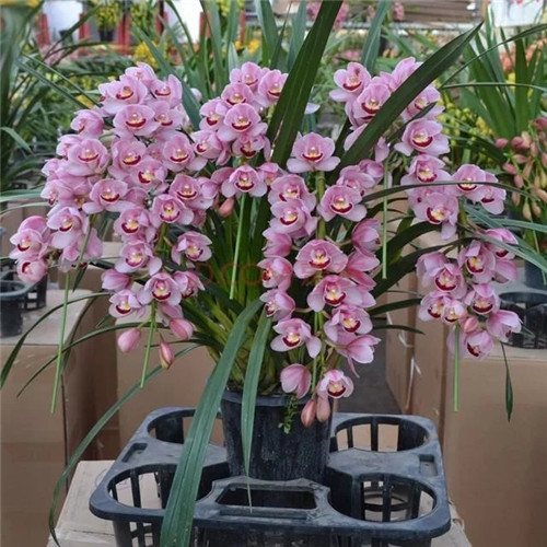 易打理好成活的花卉盆栽,懶人都可以養(yǎng)