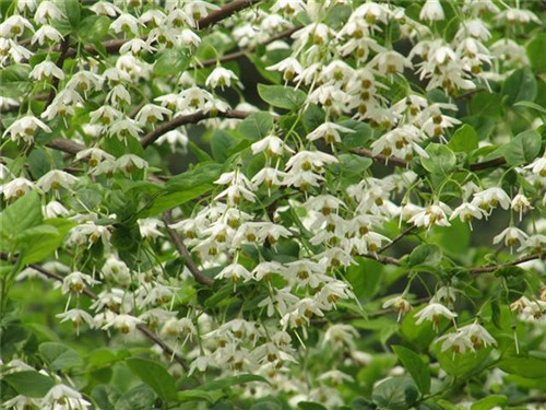珍稀瀕危特有植物三峽"安家"