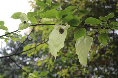 珍稀瀕危特有植物三峽"安家"