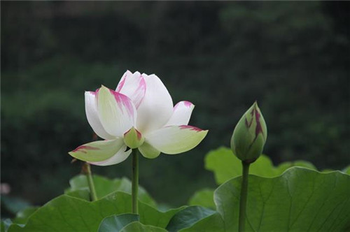 珍稀瀕危特有植物三峽"安家"