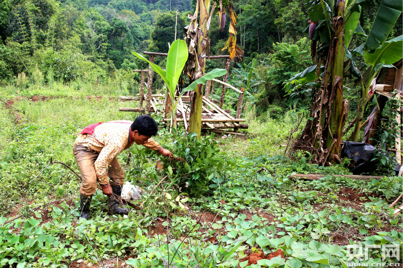 布龍自然保護(hù)區(qū)鏟除50畝非法侵占種植茶葉