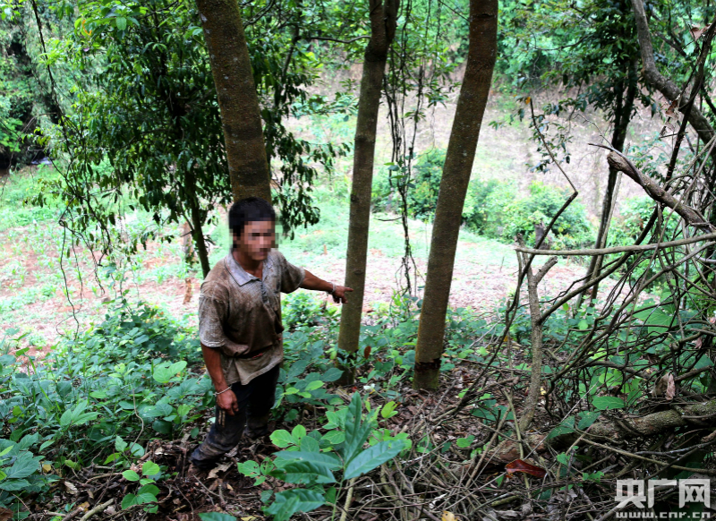 布龍自然保護(hù)區(qū)鏟除50畝非法侵占種植茶葉