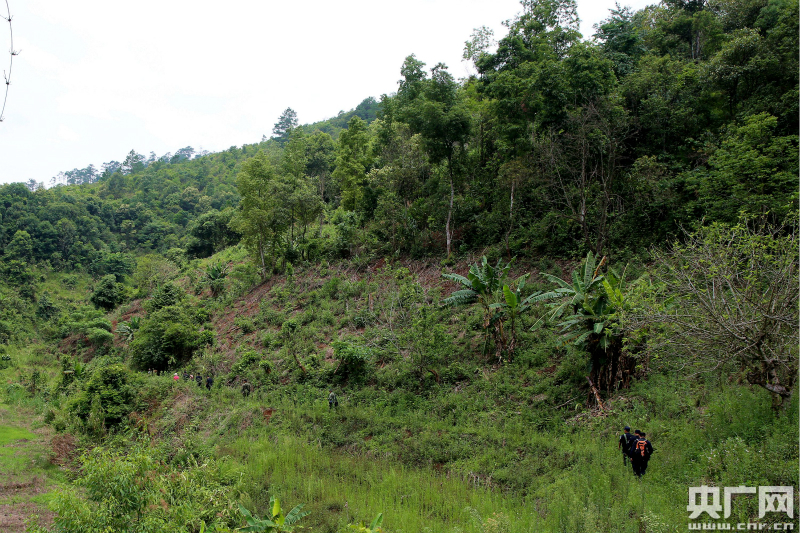 布龍自然保護(hù)區(qū)鏟除50畝非法侵占種植茶葉