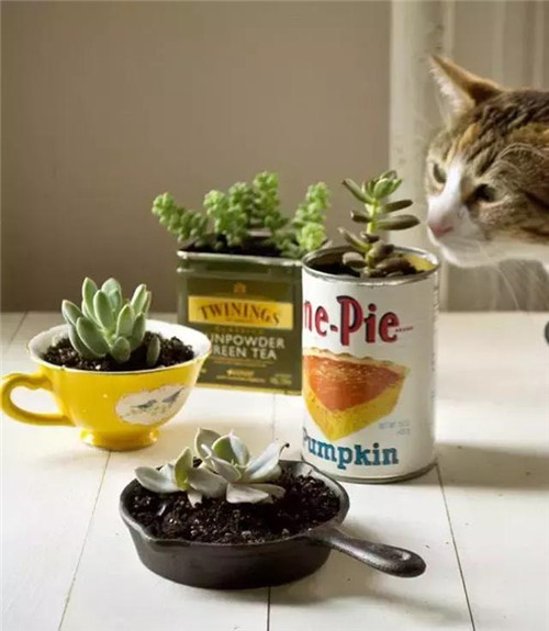 誰(shuí)說(shuō)養(yǎng)花插花一定得用花瓶?