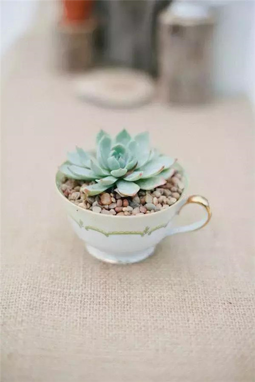 誰(shuí)說(shuō)養(yǎng)花插花一定得用花瓶?