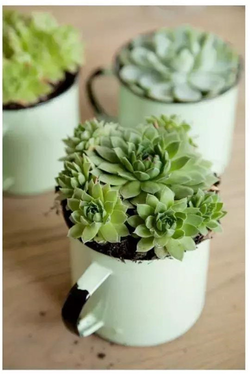 誰(shuí)說(shuō)養(yǎng)花插花一定得用花瓶?