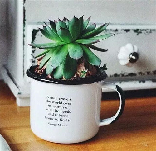 誰(shuí)說(shuō)養(yǎng)花插花一定得用花瓶?