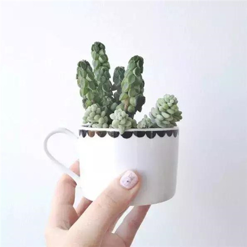 誰(shuí)說(shuō)養(yǎng)花插花一定得用花瓶?