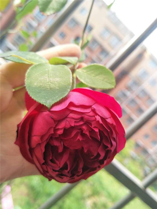 這種盆栽花卉,四季開花不斷,花大香濃