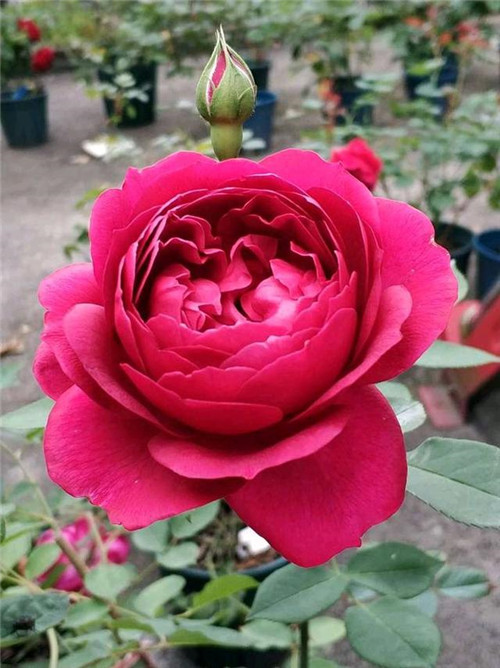 這種盆栽花卉,四季開花不斷,花大香濃