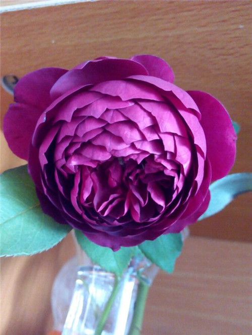 這種盆栽花卉,四季開花不斷,花大香濃