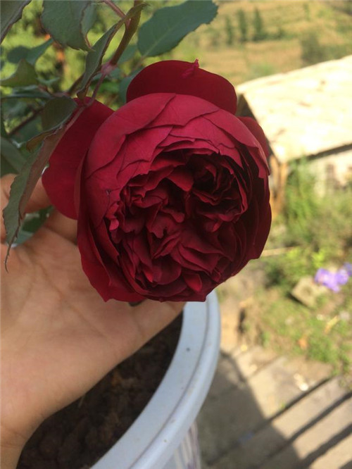 這種盆栽花卉,四季開花不斷,花大香濃