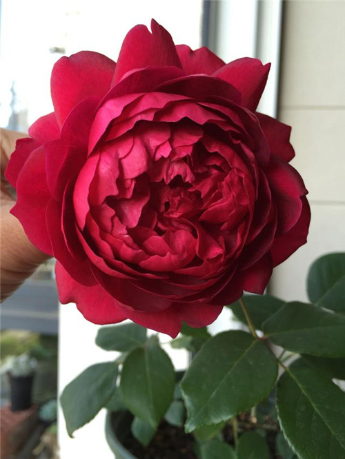 這種盆栽花卉,四季開花不斷,花大香濃