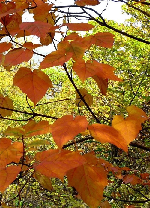 探秘七里峪景區(qū) 發(fā)現(xiàn)珍稀樹種長(zhǎng)裂葛蘿槭