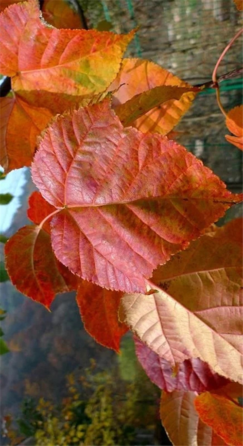 探秘七里峪景區(qū) 發(fā)現(xiàn)珍稀樹種長(zhǎng)裂葛蘿槭