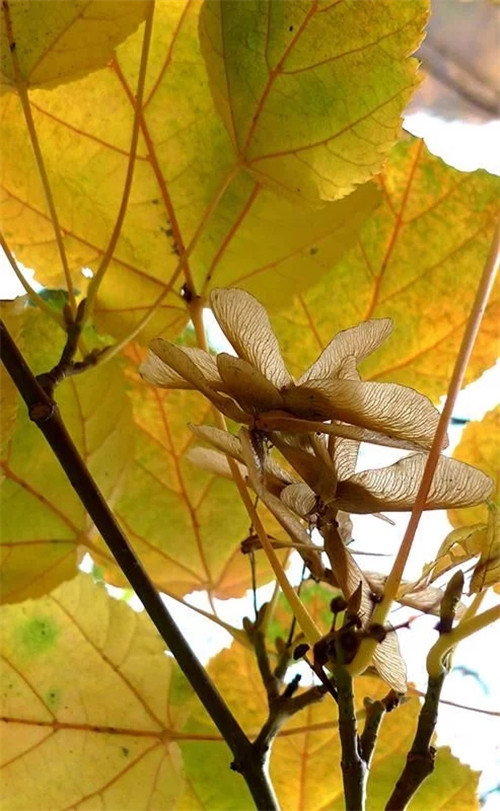 探秘七里峪景區(qū) 發(fā)現(xiàn)珍稀樹種長(zhǎng)裂葛蘿槭