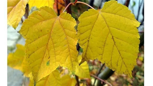 探秘七里峪景區(qū) 發(fā)現(xiàn)珍稀樹種長(zhǎng)裂葛蘿槭